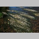 znalezisko 20080622.1.sm - Ranunculus fluitans (jaskier rzeczny); Pradolina Nysy Kłodzkiej, okolice Śremu