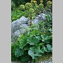 znalezisko 20080805.1.sm - Angelica archangelica ssp. archangelica (dzięgiel litwor typowy); Tatry Wysokie, Morskie Oko