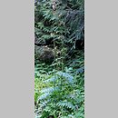 znalezisko 20080808.6.sm - Cirsium erisithales (ostrożeń lepki); Tatry Zachodnie, Polana Strążyska