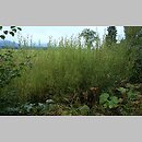 znalezisko 20080921.3.sm - Salix purpurea (wierzba purpurowa); Góry Bystrzyckie, dolina Dzikiej Orlicy w Lasówce