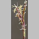 znalezisko 20090410.2.sm - Carex digitata (turzyca palczasta); Równina Torzymska, Radzików