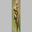 znalezisko 20090421.1.sm - Carex praecox (turzyca wczesna); Równina Torzymska, Rzepinek