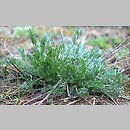 znalezisko 20090423.6.sm - Artemisia campestris (bylica polna); Równina Torzymska, Rzepinek