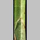 znalezisko 20090513.1.sm - Carex riparia (turzyca brzegowa); Równina Torzymska, Starościn