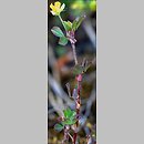 znalezisko 20090513.5.sm - Trifolium dubium (koniczyna drobnogłówkowa); Równina Torzymska, Starościn