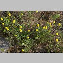 znalezisko 20090608.2.sm - Trifolium campestre (koniczyna różnoogonkowa); Równina Torzymska, Rzepinek