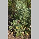 znalezisko 20090617.4.sm - Artemisia absinthium (bylica piołun); Równina Torzymska, Rzepin