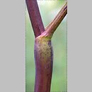znalezisko 20090619.1.sm - Chaerophyllum bulbosum (świerząbek bulwiasty); Równina Torzymska, Lubiechnia Wielka