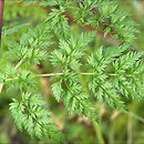 Chaerophyllum bulbosum (świerząbek bulwiasty)