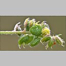 znalezisko 20090628.2.sm - Medicago lupulina (lucerna nerkowata); Równina Torzymska, Rzepin