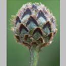 znalezisko 20090628.9.sm - Centaurea scabiosa (chaber driakiewnik); Równina Torzymska, Rzepin