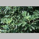 znalezisko 20090708.2.sm - Ficus carica (figowiec właściwy); Turcja, Tevfikiye