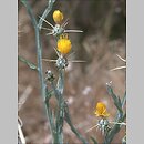 znalezisko 20090711.3.sm - Centaurea solstitialis (chaber wełnisty); Turcja, Park Narodowy Göreme