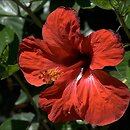 Hibiscus rosa-sinensis (ketmia rÃ³Å¼a chiÅ„ska)