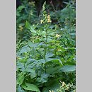 Salvia glutinosa (szaÅ‚wia lepka)