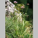 znalezisko 20090731.5.sm - Allium senescens ssp. montanum (czosnek skalny); Pieniny, Masyw Sokolicy