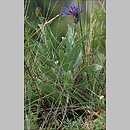 znalezisko 20090731.8.sm - Centaurea triumfettii (chaber barwny); Pieniny, Masyw Sokolicy
