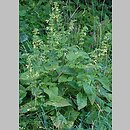 znalezisko 20090801.10.sm - Salvia glutinosa (szałwia lepka); Małe Pieniny, Palenica