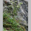 znalezisko 20090801.6.sm - Libanotis pyrenaica (oleśnik górski); Pieniny, Przełom Dunajca