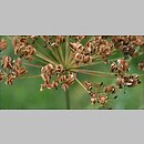 znalezisko 20090801.7.sm - Laserpitium latifolium (okrzyn szerokolistny); Pieniny, Wylizana Skała