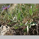 znalezisko 20090802.4.sm - Centaurea triumfettii (chaber barwny); Pieniny Słowackie, przełom Dunajca u podnóża Mnichów