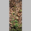 znalezisko 20090818.4.sm - Epilobium montanum (wierzbownica górska); Góry Orlickie, dolina Bystrzycy Dusznickiej
