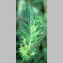 znalezisko 20090906.1.sm - Cirsium oleraceum (ostrożeń warzywny); Góry Orlickie, Jamrozowa Polana