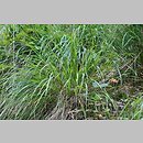 znalezisko 20090906.3.sm - Calamagrostis arundinacea (trzcinnik leśny); Góry Orlickie, Wapienniki