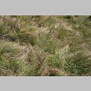 znalezisko 20090906.4.sm - Carex davalliana (turzyca Davalla); Góry Orlickie, Przełęcz Polskie Wrota