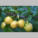 znalezisko 20090906.5.sm - Prunus cerasifera (śliwa wiśniowa); Duszniki-Zdrój, góra Krucza