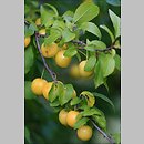 Prunus s.str. (Å›liwa (s.str.))