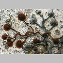znalezisko 20100305.1.sm - Parthenocissus tricuspidata (winobluszcz trójklapowy); Rzepin
