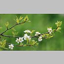 znalezisko 20100424.4.sm - Prunus domestica ssp. domestica (śliwa domowa typowa); Rzepin
