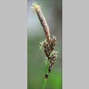 znalezisko 20100429.1.sm - Carex ericetorum (turzyca wrzosowiskowa); Starościn