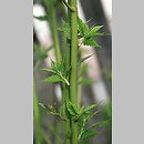 znalezisko 20100505.5.sm - Kerria japonica (złotlin japoński); Rzepin