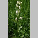 znalezisko 20100605.1.sm - Cephalanthera damasonium (buławnik wielkokwiatowy); Ziemia Kłodzka, Krowiarki, Mielnik