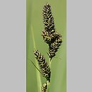 znalezisko 20100628.1.sm - Carex hartmanii (turzyca Hartmana); Góry Stołowe, Pasterka