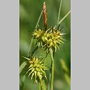 znalezisko 20100628.3.sm - Carex flava (turzyca żółta); Góry Stołowe, Pasterka