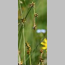 znalezisko 20100628.4.sm - Carex echinata (turzyca gwiazdkowata); Góry Stołowe, Pasterka