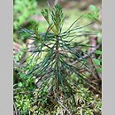 znalezisko 20100628.7.sm - Pinus ×rhaetica (sosna drzewokosa); Góry Stołowe, Wielkie Torfowisko Batorowskie