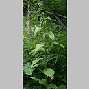 znalezisko 20100804.2.sm - Campanula latifolia (dzwonek szerokolistny); Góry Orlickie, Zieleniec