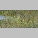 znalezisko 20100804.7.sm - Rhynchospora alba (przygiełka biała); Góry Bystrzyckie, rezerwat przyrody 