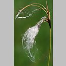 znalezisko 20100806.2.sm - Eriophorum latifolium (wełnianka szerokolistna); Góry Orlickie, zbocze doliny Bystrzycy Dusznickiej