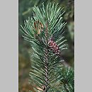 znalezisko 20101003.3.sm - Pinus ×rhaetica (sosna drzewokosa); Góry Bystrzyckie, rezerwat przyrody 