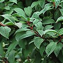 Viburnum ×bodnantense Dawn