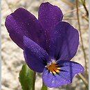 znalezisko 20070519.1.js - Viola tricolor ssp. curtisii (fiołek trójbarwny nadmorski); Międzyzdoje, okolice
