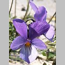 znalezisko 20080514.2.js - Viola tricolor ssp. curtisii (fiołek trójbarwny nadmorski); Hel