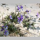 fioÅ‚ek trÃ³jbarwny nadmorski (Viola tricolor ssp. curtisii)
