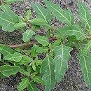 Chenopodium glaucum (komosa sina)