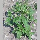 Chenopodium hybridum (komosa wielkolistna)